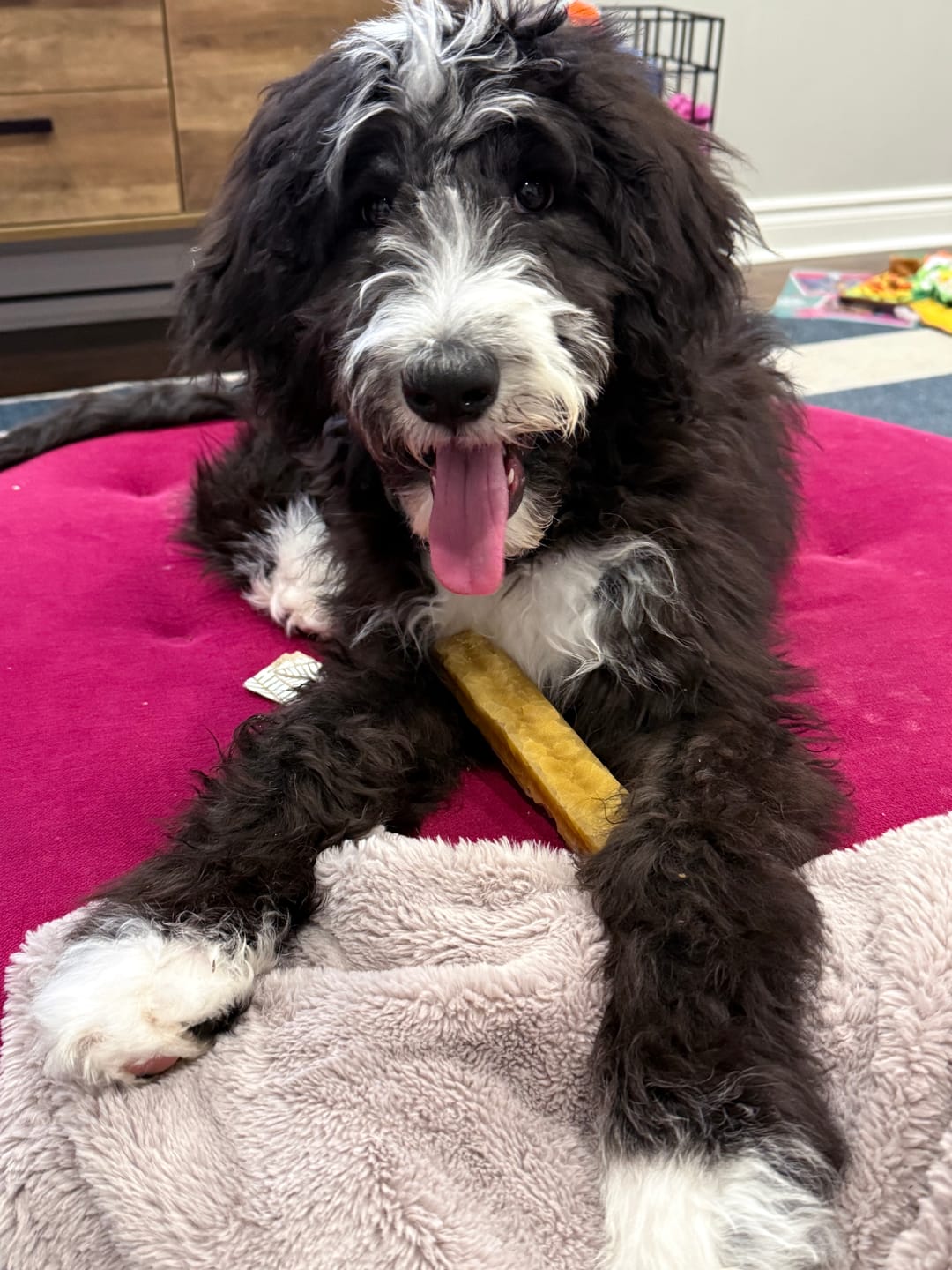 Customer photo review of Himalayan Yak Chew (LARGE)