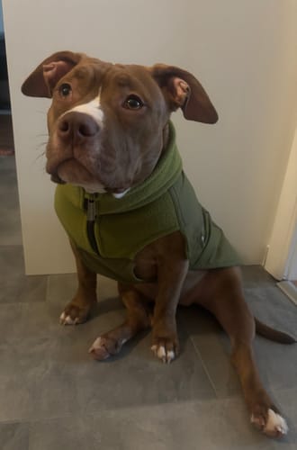 Customer photo review of Dog Coat With Zip - Shower Proof - Olive Green