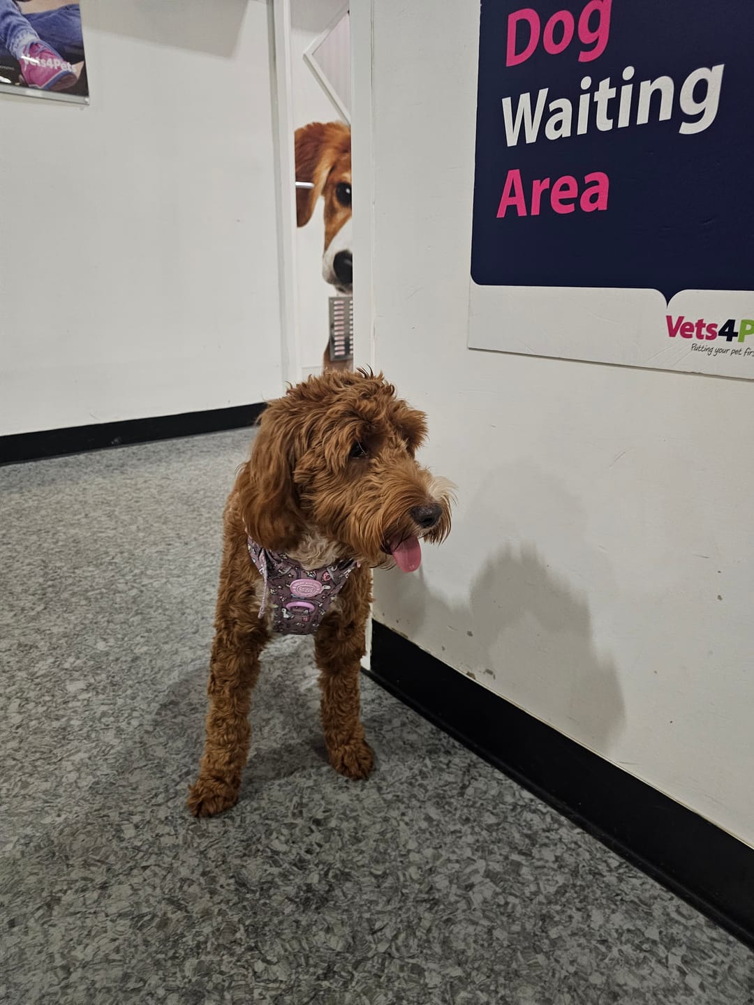 Customer photo review of Trail & Glow Dog Harness - Colour Drops - Be Unique Unicorn
