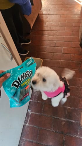Customer photo review of Dingo Dental Stick 48 unidades