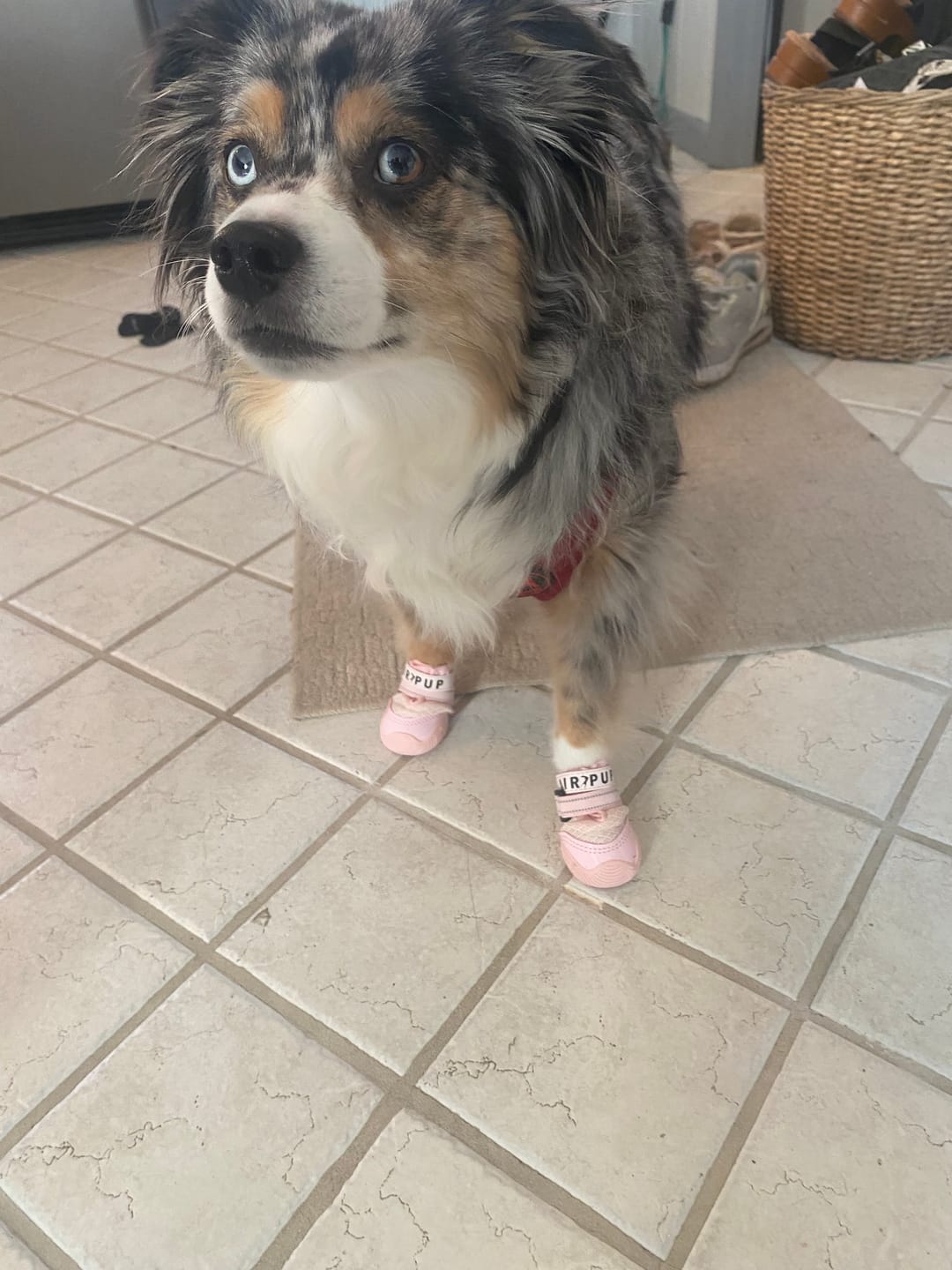 Customer photo review of AIR PUP SOCKS / BOOT LINERS