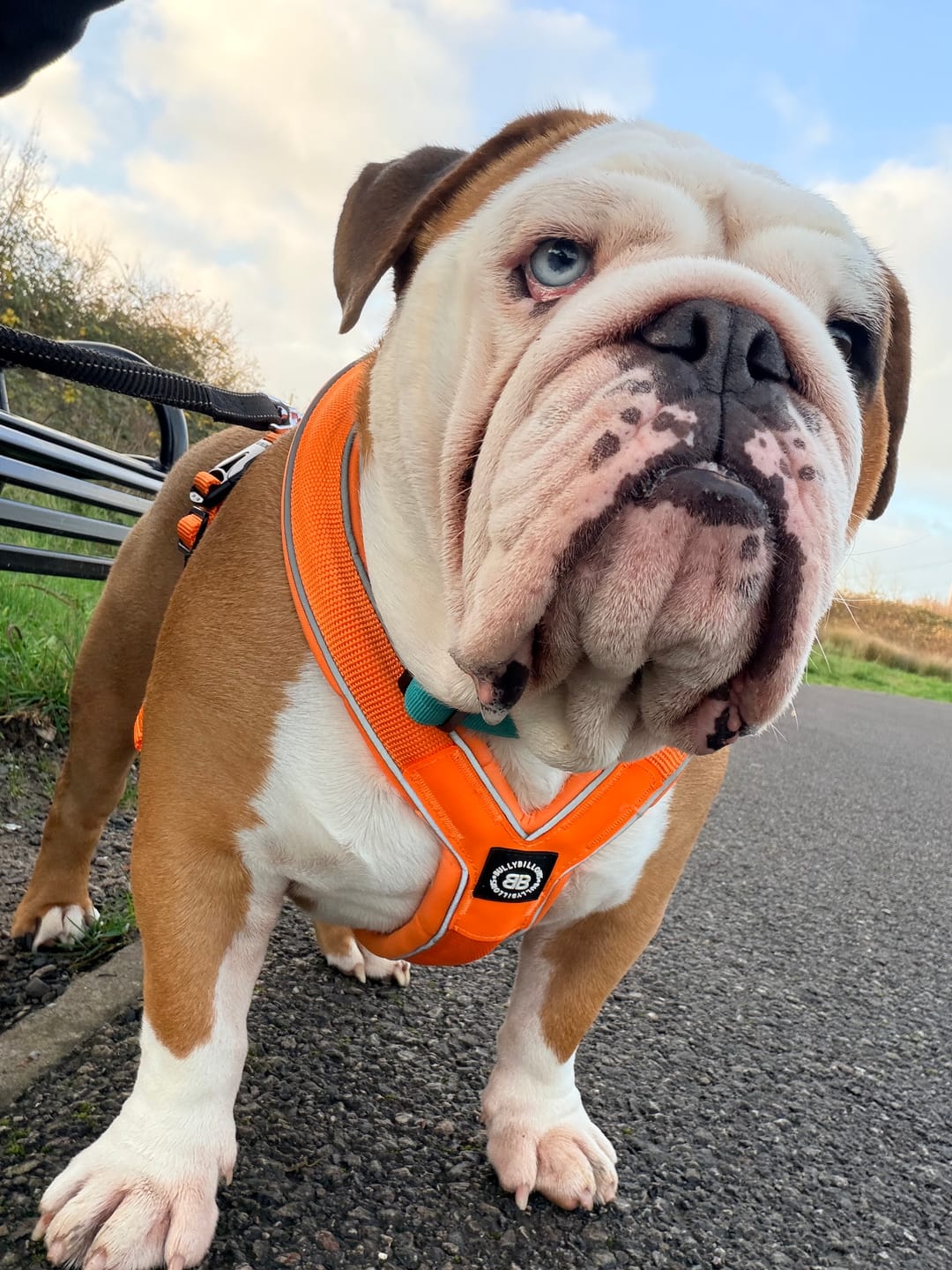 Customer photo review of Slip on Harness | Foam Padded - Orange