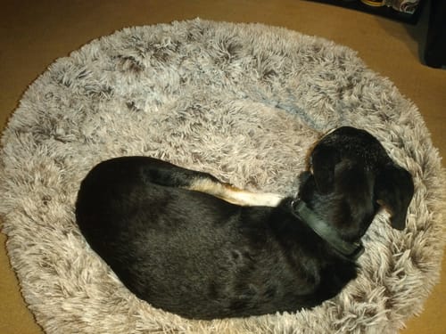 Customer photo review of Hundebett - Katzenbett rund Wuscheldonut