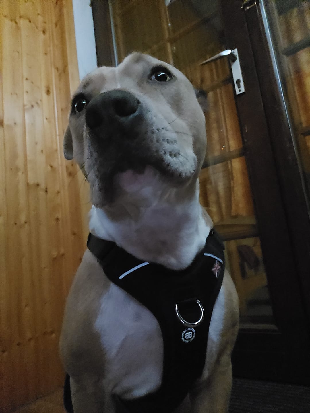 Customer photo review of Anti Pull Hurricane Harness Lighter | With Handle - Black