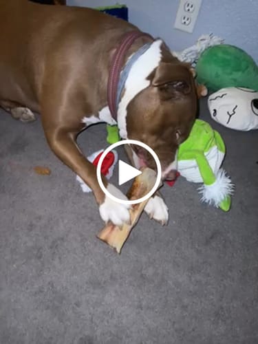 Customer video review of Large Dog Black Friday Bundle II (4x 5oz Jerky Bags + 4x LARGE Smoked Marrow Bones)