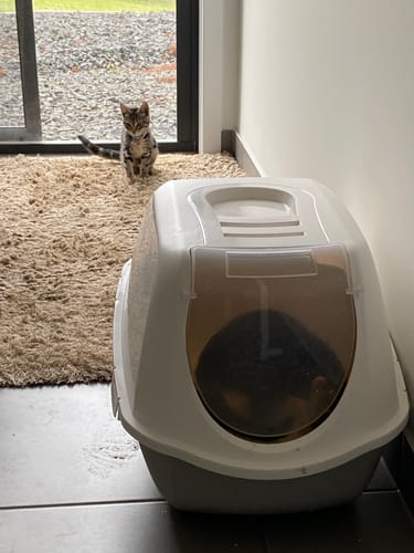 Customer photo review of 1 Month Supply – 2 Cat