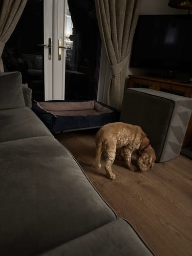Customer photo review of English Rose & Navy Velvet Luxury Nest
