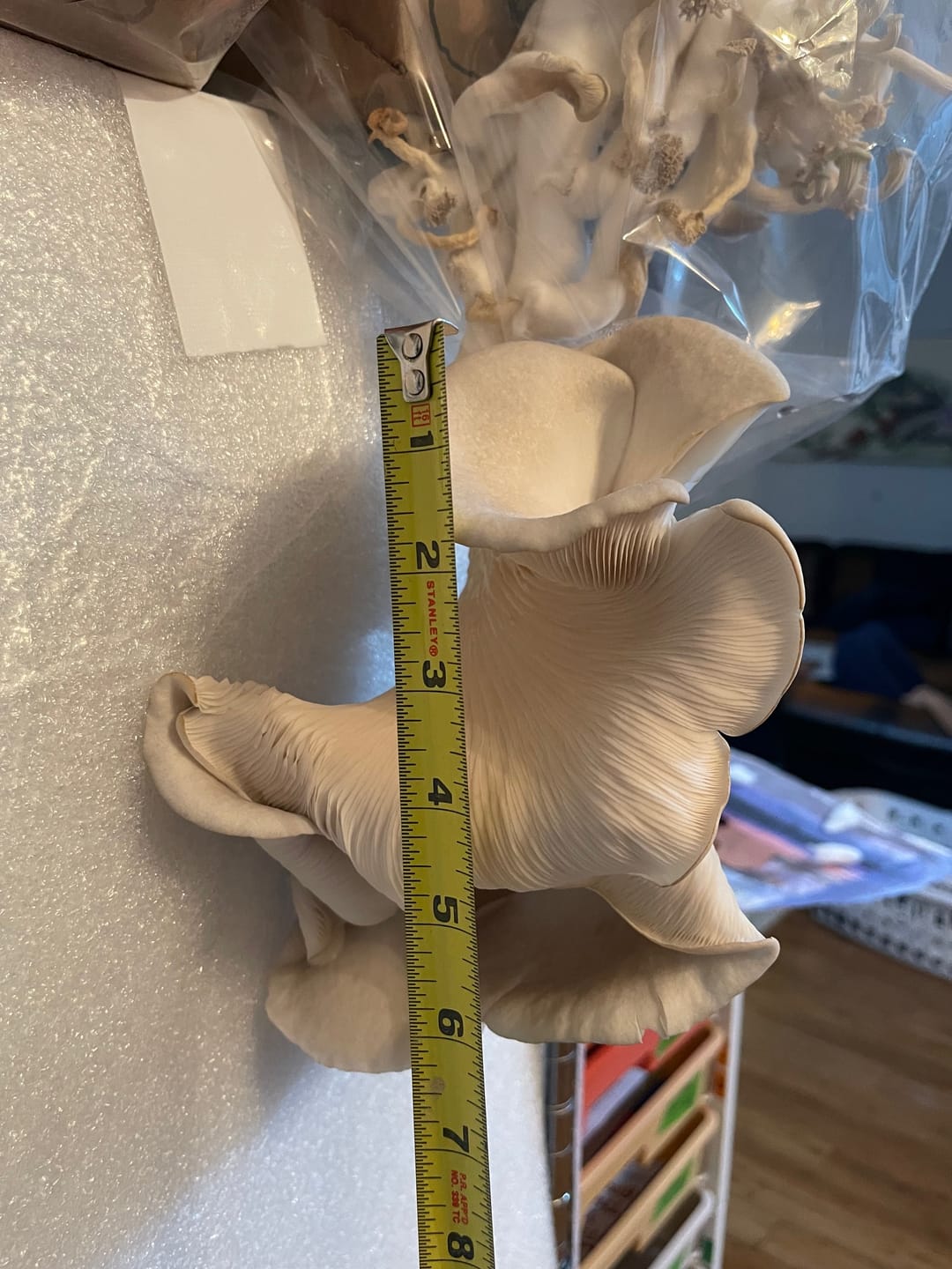 Customer photo review of Tree Oyster Mushroom Mini-Farm Grow Kit