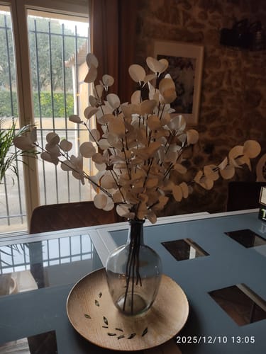 Customer photo review of Eucalyptus - Crème (5 tiges)