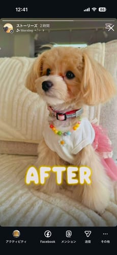 Customer photo review of FunFunPet 高機能ハーネス（お名前タグ作成サービス付き）