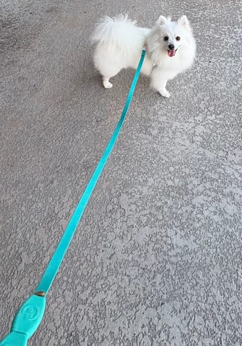 Customer photo review of Boneflex Ultra Ivory Harness