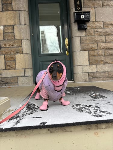 Customer photo review of WagWellies® by wagwear