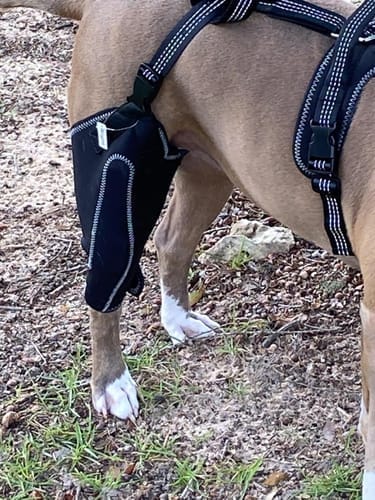 Customer photo review of Pawvie™ Orthopedic Dual-Hinge Knee Brace