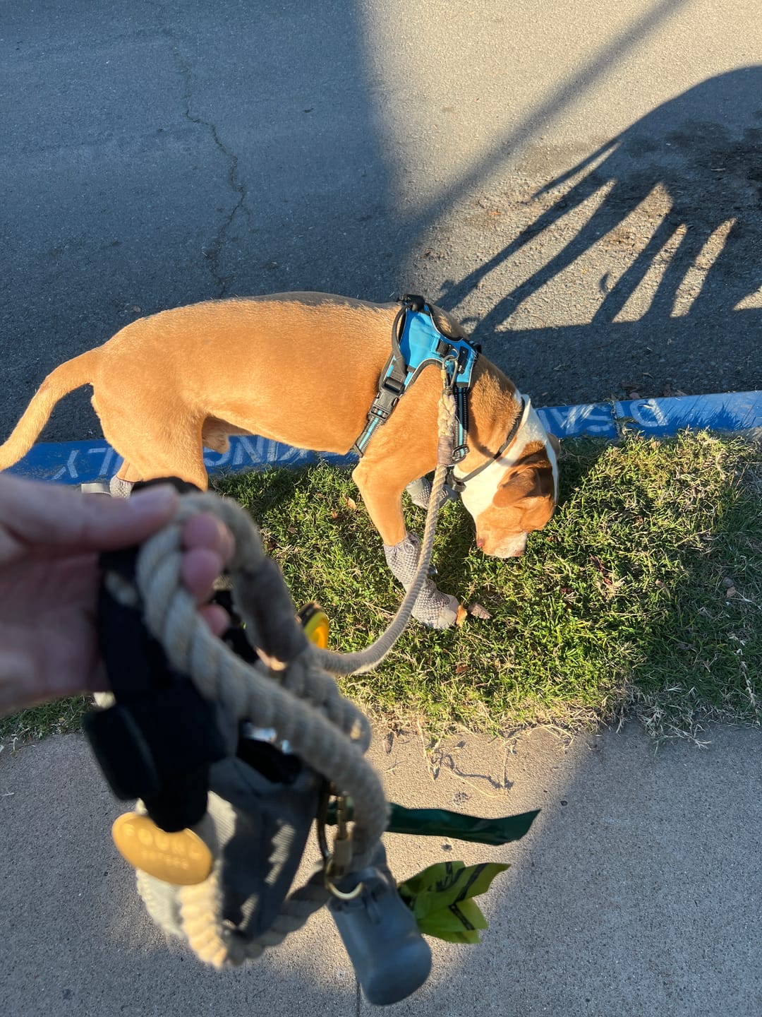 Customer photo review of Light Tan Rope Dog Leash, Adjustable & Handcrafted - Found My Animal