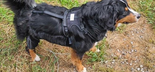 Customer photo review of Pawvie™ Orthopedic Dual-Hinge Knee Brace