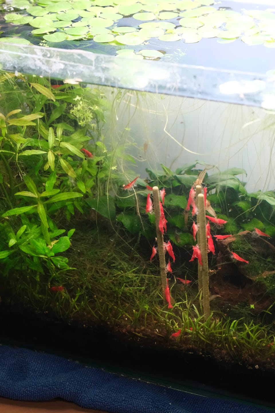 Customer photo review of Shrimp Pops By SAS