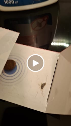 Customer video review of Power Silberfisch-Spray