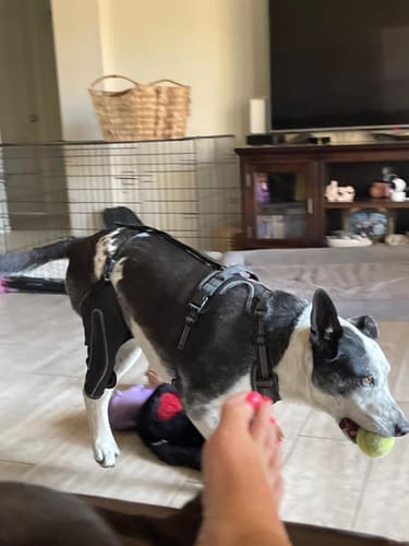 Customer photo review of Pawvie™ Orthopedic Dual-Hinge Knee Brace