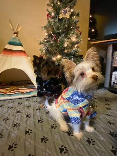 Customer photo review of Playa Poncho – Parrotfish