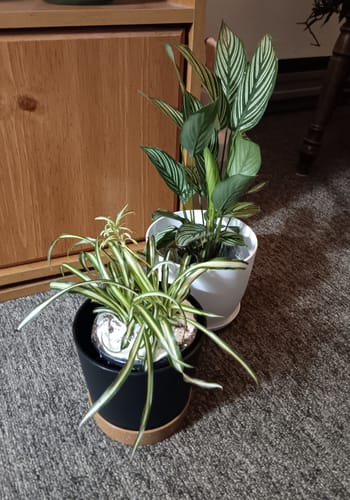 Customer photo review of Variegated Spider Plant in a 3" Grow Pot - Chlorophytum Bonnie - Chlorophytum comosum Variegatum - Live Plant - Long Vines Plant
