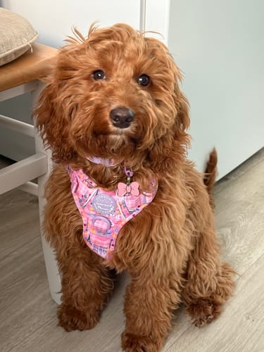 Customer photo review of Tough Trails™ Harness - Emily In Paris