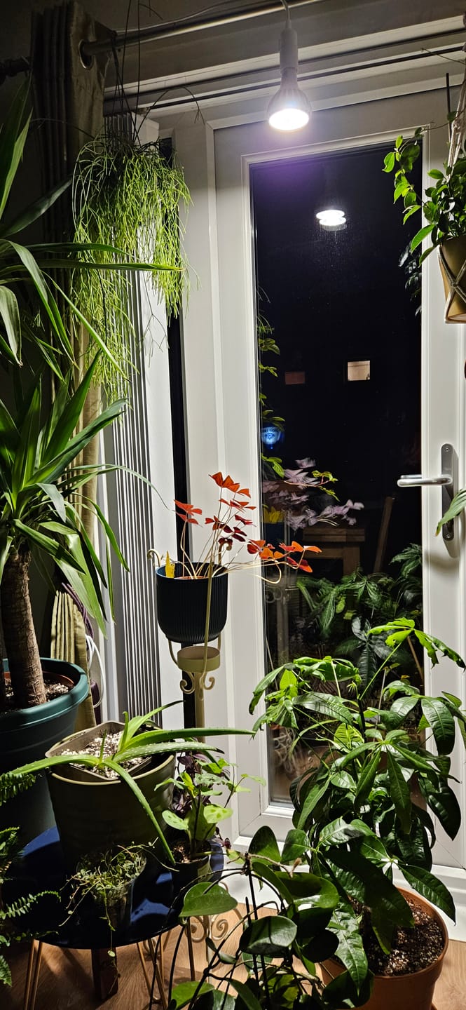 Customer photo review of Pianta Grow Light and Enna Plug-in Ceiling Pendant Bundle