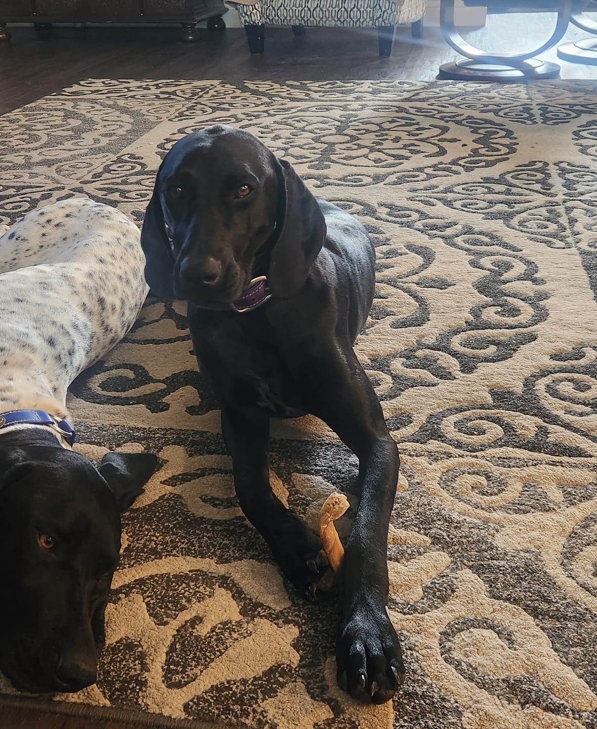 Customer photo review of 12 Inch Jumbo Bully Stick