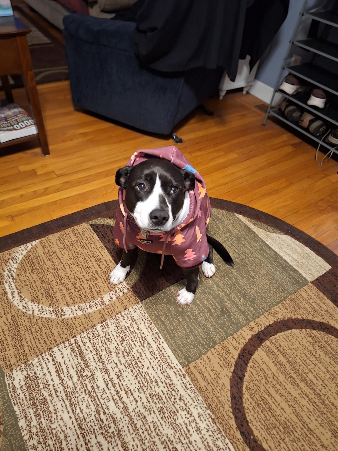 Customer photo review of Christmas Dog Hoodie - Candy Trees