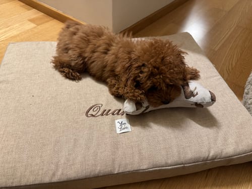 Customer photo review of Gioco Osso Cuoricini