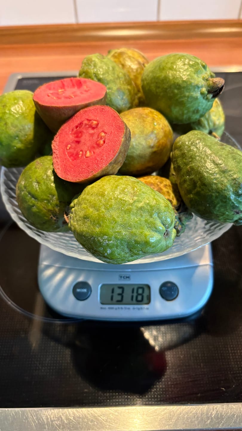 Customer photo review of Guave rot naturbelassen von Julian