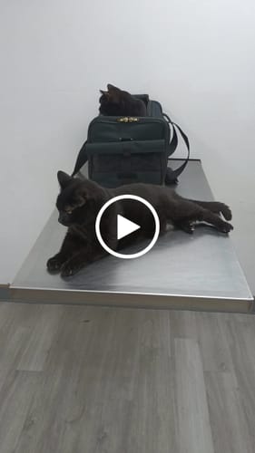 Customer video review of Cat Itchy Skin & Healthy Coat Remedy