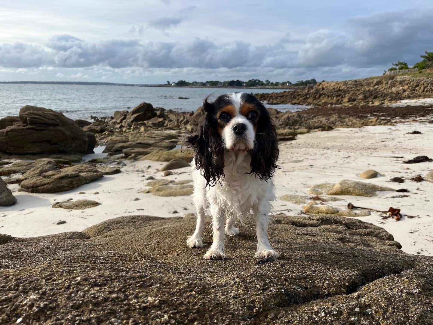 Customer photo review of Abonnement Croquettes Bio Petit Chien - Poulet & Citrouille (-15%)
