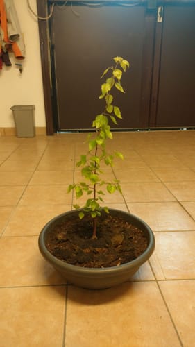 Customer photo review of TESTOSTERONE PACK CB®