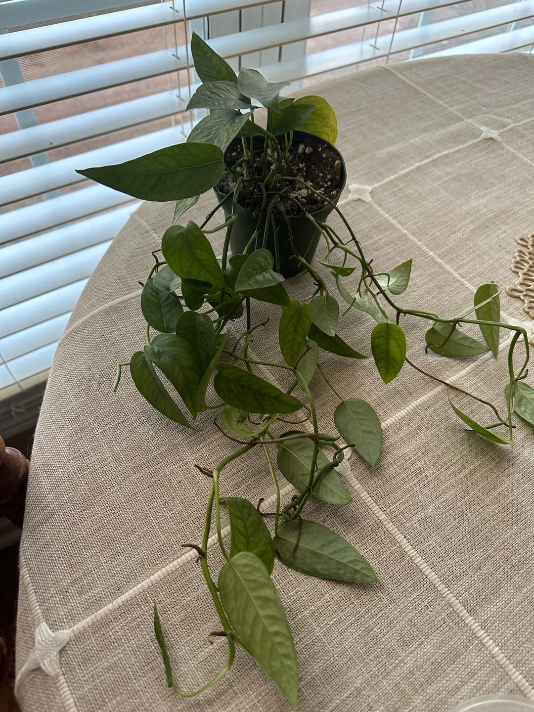 Customer photo review of Pothos Epipremnum pinnatum 'Cebu Blue'