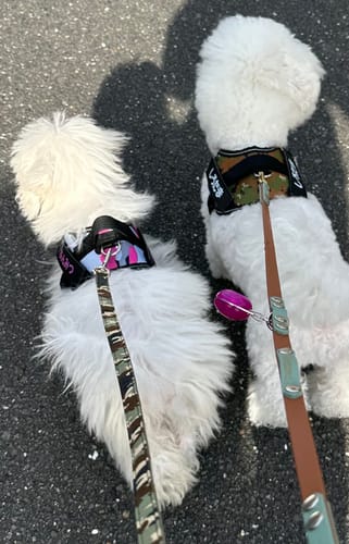 Customer photo review of FunFunPet 高機能ハーネス（お名前タグ作成サービス付き）