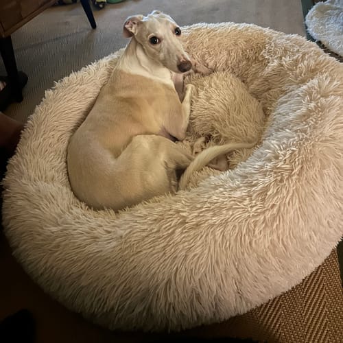 Customer photo review of Calming Donut Bed - Champagne