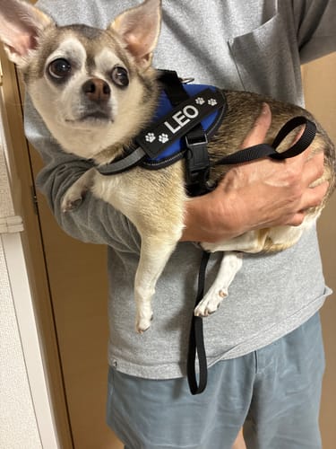 Customer photo review of FunFunPet 高機能ハーネス（お名前タグ作成サービス付き）