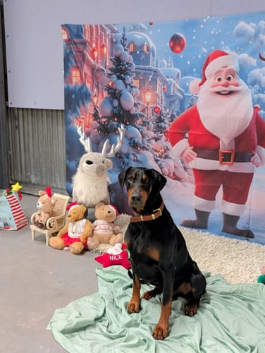 Customer photo review of Leather Dog Collar- Classic Brown & Brass (Regular Fit)