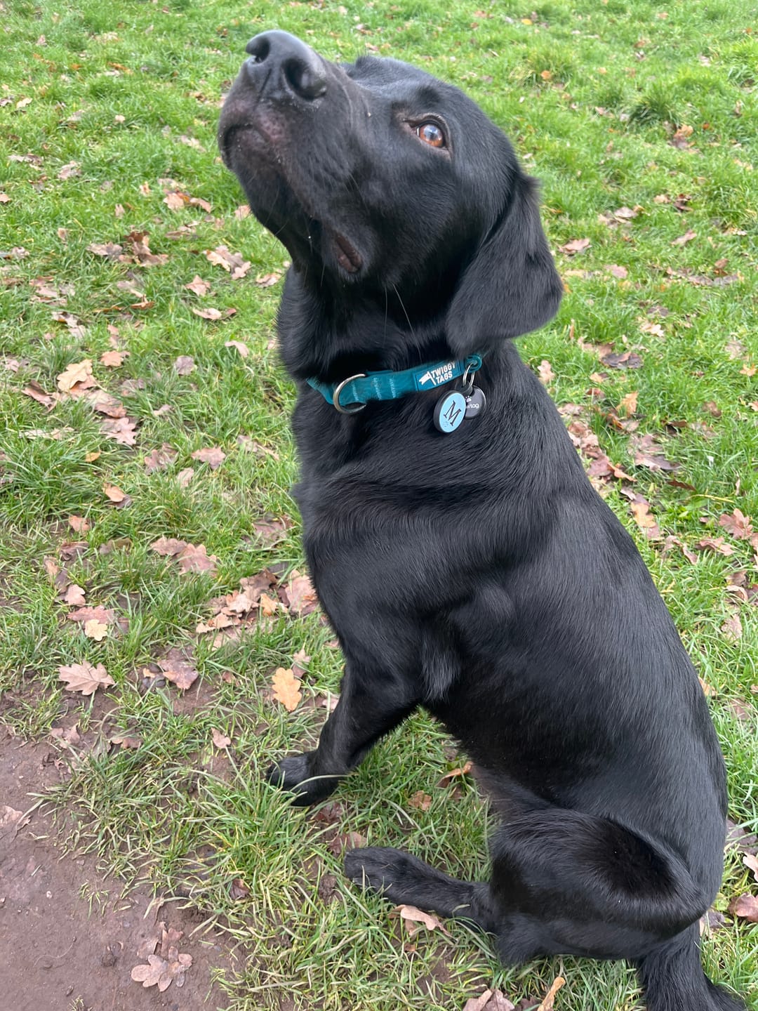 Customer photo review of Tidal Waterproof Collar