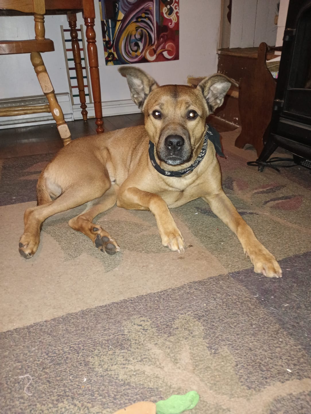 Customer photo review of Inukshuk - Nourriture pour Chien d'entrainement et performant (33lbs)