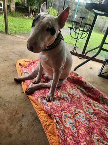 Customer photo review of Hand Made Leather Dog Collar - RuffNeck Black & Brass (Wide Fit)