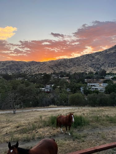 Reviewer's two horses in a pasture against a sunset, described as happier after using Gut X.