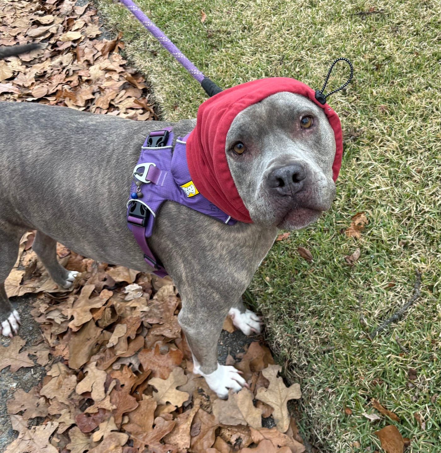 Customer photo review of Anxiety Calming Dog Earmuff Protector