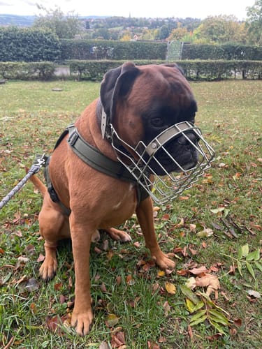 Customer photo review of Maulkorbmodelle