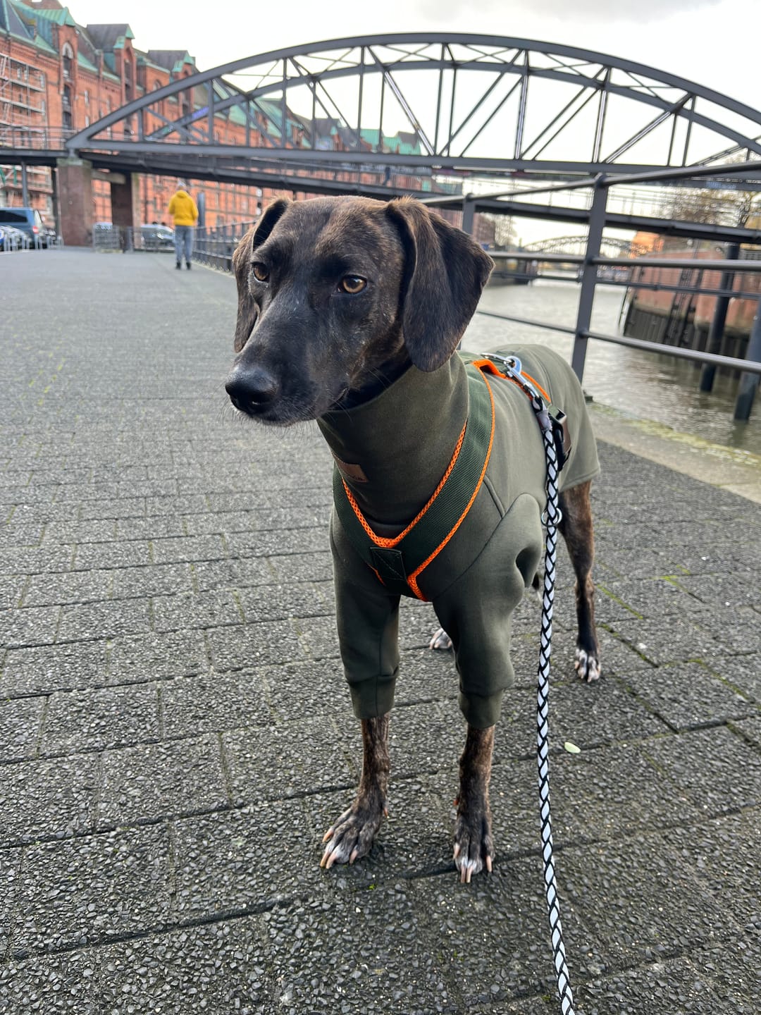 Customer photo review of Windhundgeschirr FUN "Hunter O'Green"