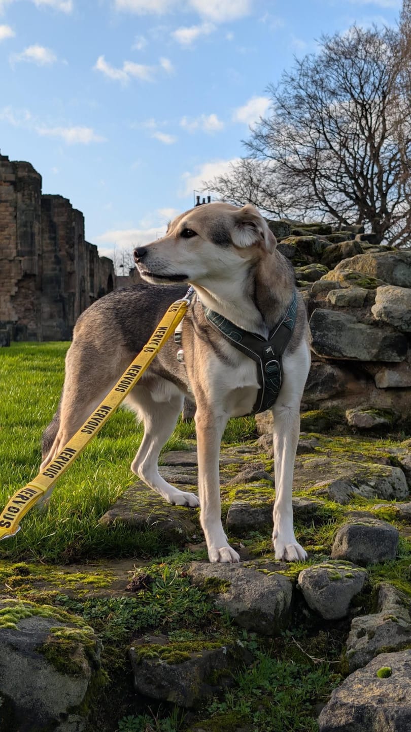 Customer photo review of Awareness Multi-Way Lead