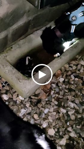 Customer video review of Wurmtest Pro Hund