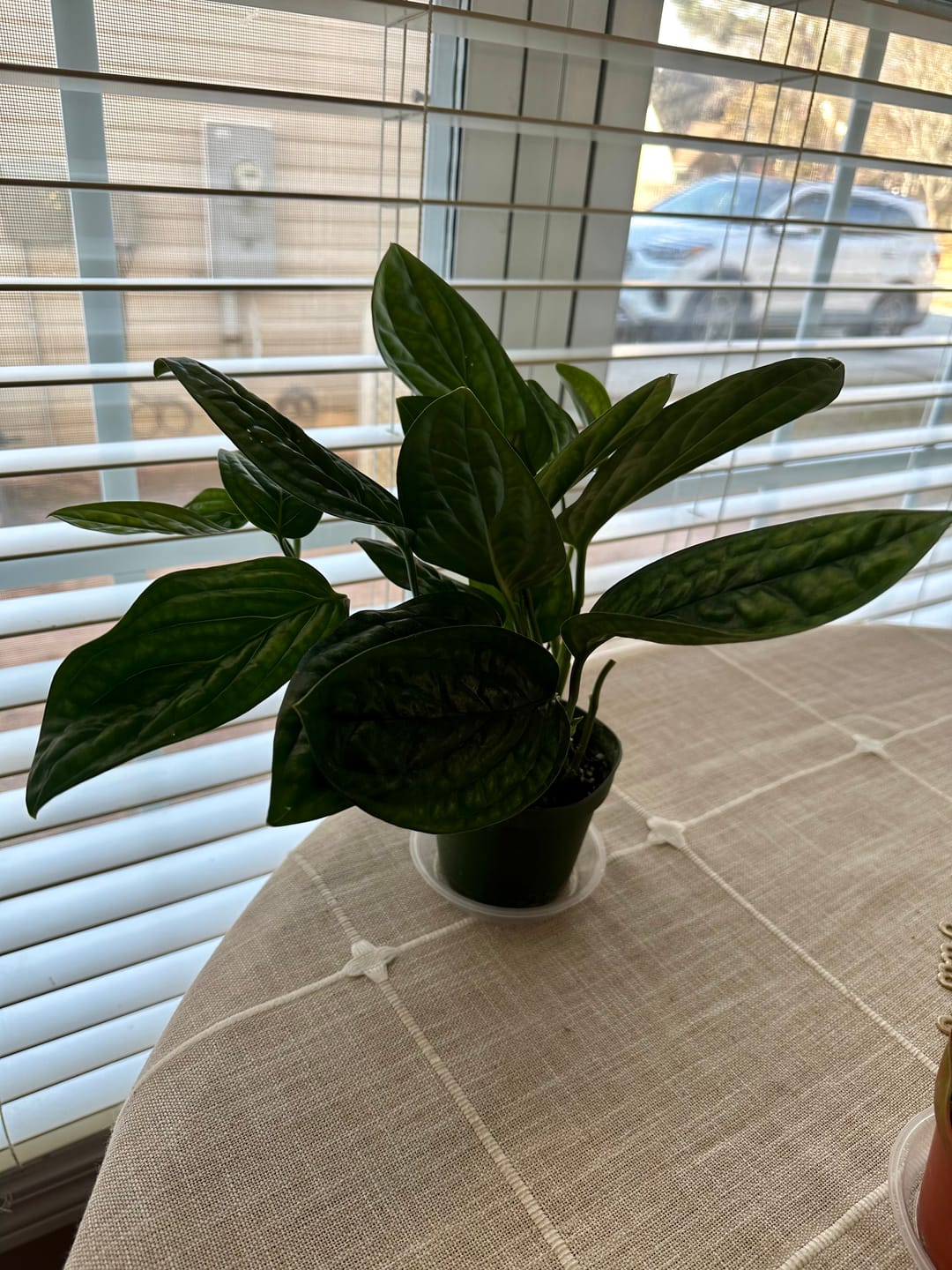 Customer photo review of Monstera sp. 'Peru'