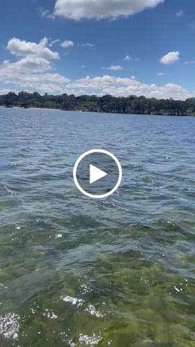 Customer video review of COBB Black Gas