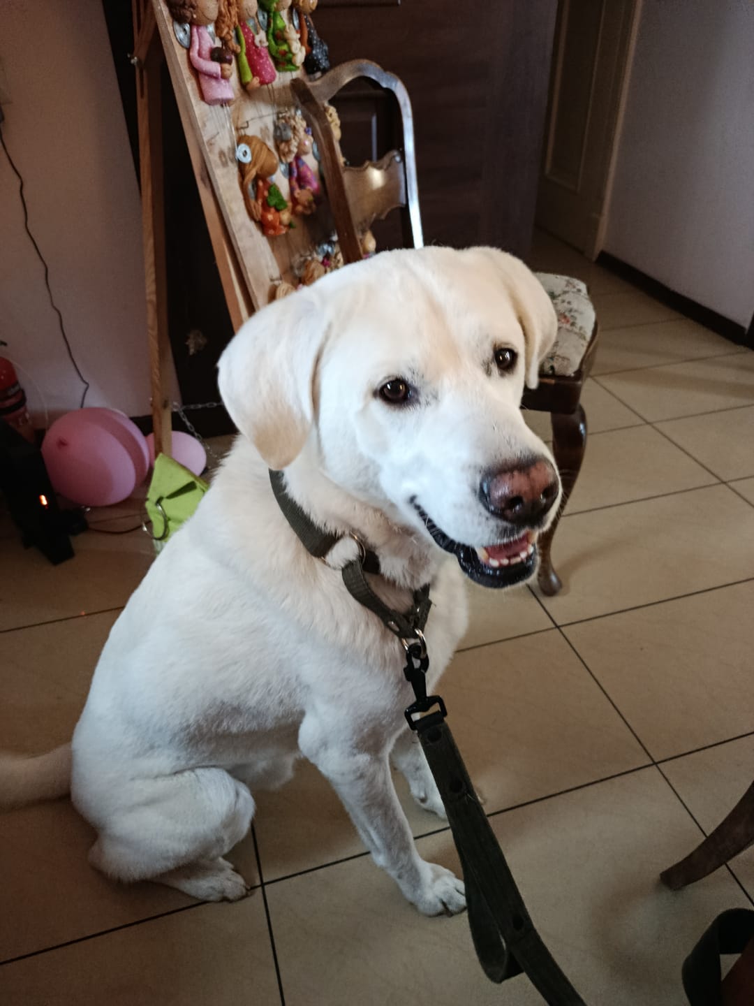 Customer photo review of Szeroka obroża półzaciskowa - Martingale Khaki